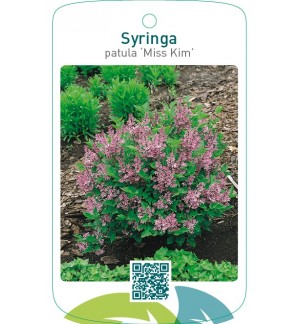 Syringa patula ‘Miss Kim’