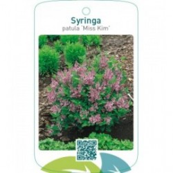 Syringa patula ‘Miss Kim’