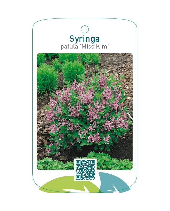 Syringa patula ‘Miss Kim’
