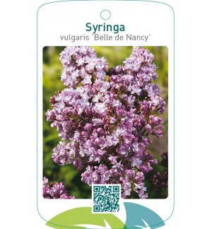 Syringa vulgaris ‘Belle de Nancy’