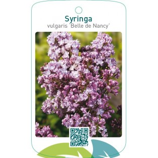 Syringa vulgaris ‘Belle de Nancy’