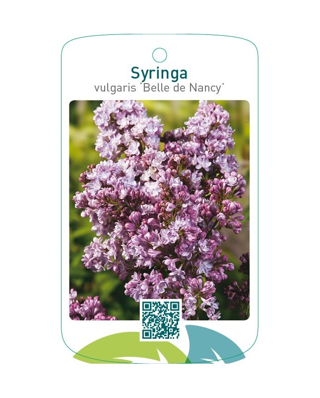 Syringa vulgaris ‘Belle de Nancy’