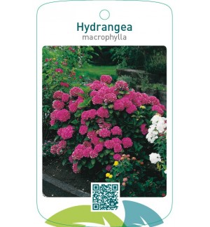 Hydrangea macrophylla  donkerroze