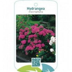 Hydrangea macrophylla  donkerroze