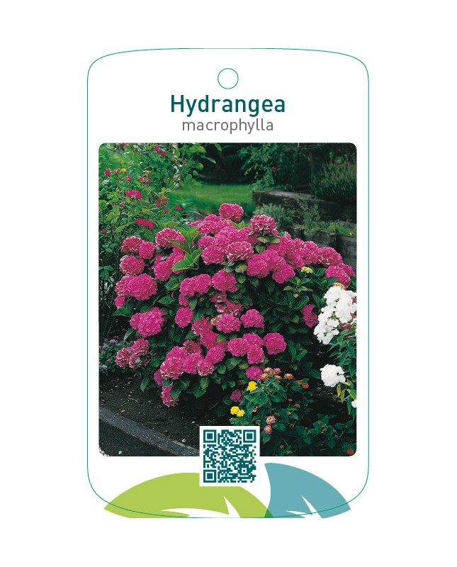 Hydrangea macrophylla  donkerroze