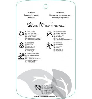 Etichette di Hydrangea macrophylla  donkerroze *