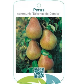 Pyrus communis ‘Doyenné du Comice’