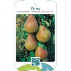 Pyrus communis ‘Doyenné du Comice’