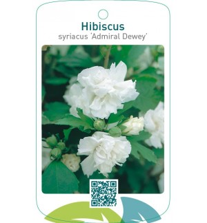 Hibiscus syriacus ‘Admiral Dewey’