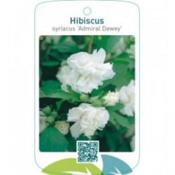 Hibiscus syriacus ‘Admiral Dewey’