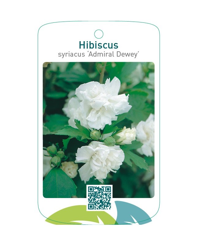 Hibiscus syriacus ‘Admiral Dewey’