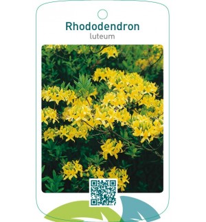 Rhododendron luteum  geel