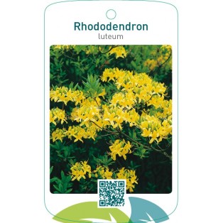 Rhododendron luteum  geel