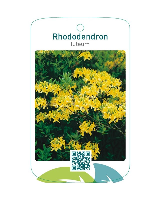 Rhododendron luteum  geel