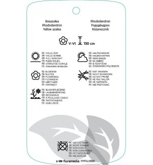 Etiquetas de Rhododendron luteum  geel *