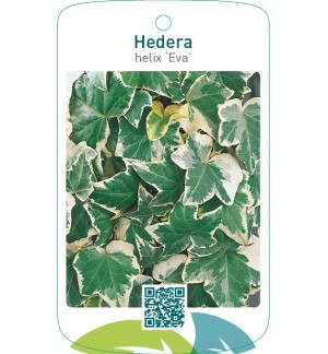Hedera helix ‘Eva’