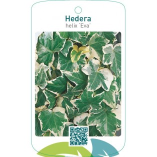 Hedera helix ‘Eva’