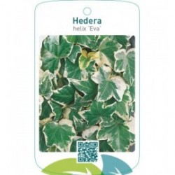 Hedera helix ‘Eva’