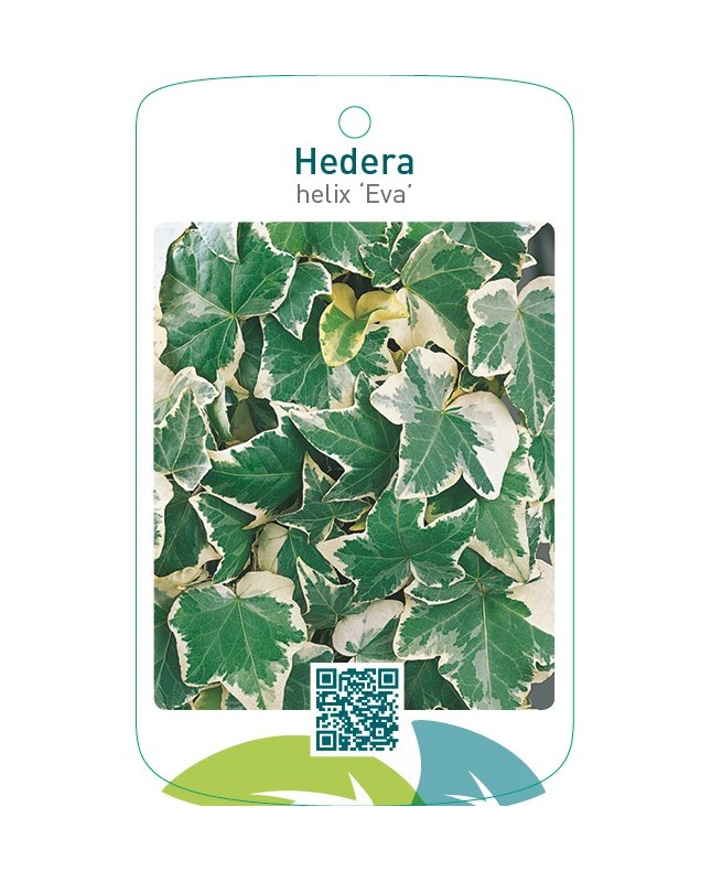 Hedera helix ‘Eva’
