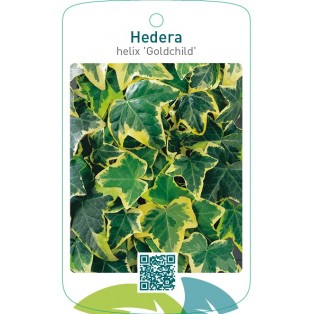 Hedera helix ‘Goldchild’