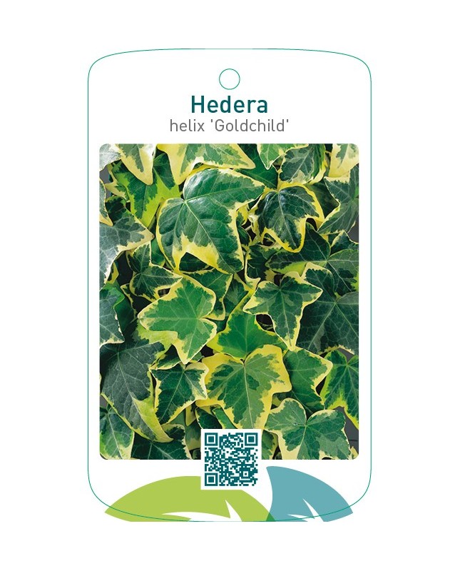 Hedera helix ‘Goldchild’