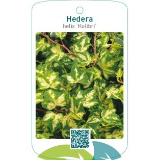 Hedera helix ‘Kolibri’