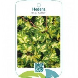 Hedera helix ‘Kolibri’