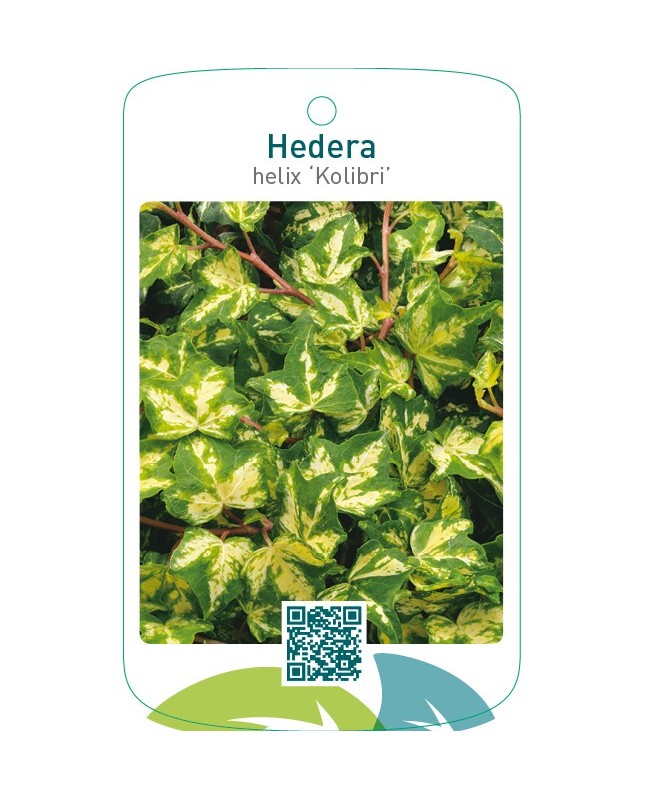 Hedera helix ‘Kolibri’