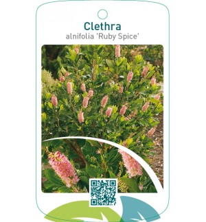 Clethra alnifolia ‘Ruby Spice’