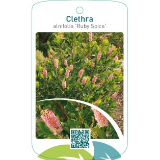 Clethra alnifolia ‘Ruby Spice’