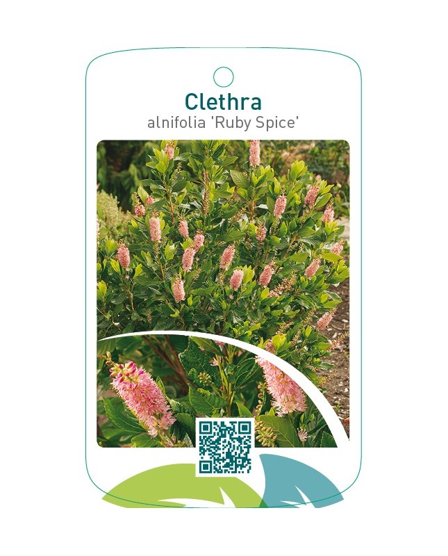 Clethra alnifolia ‘Ruby Spice’