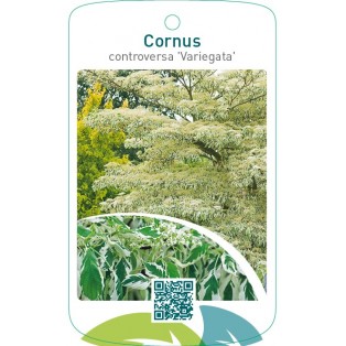 Cornus controversa ‘Variegata’