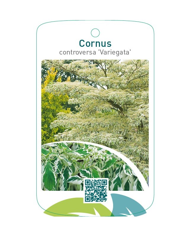 Cornus controversa ‘Variegata’