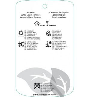 Etichette di Cornus controversa ‘Variegata’ *