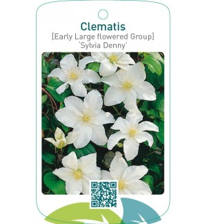 Clematis [Early Large flowered Group] ‘Sylvia Denny’