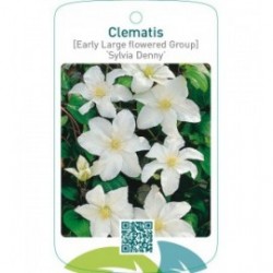 Clematis [Early Large flowered Group] ‘Sylvia Denny’