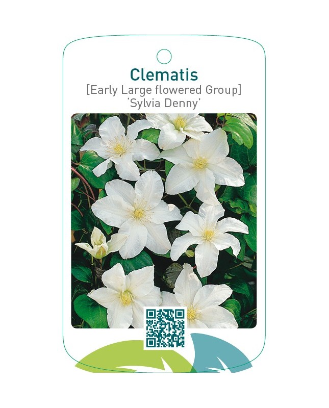 Clematis [Early Large flowered Group] ‘Sylvia Denny’