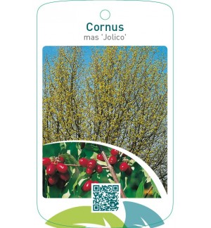 Cornus mas ‘Jolico’