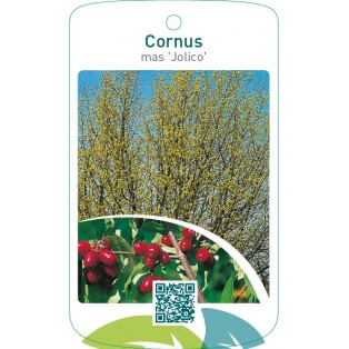 Cornus mas ‘Jolico’
