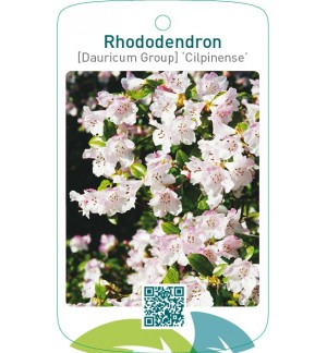 Rhododendron [Dauricum Group] ‘Cilpinense’