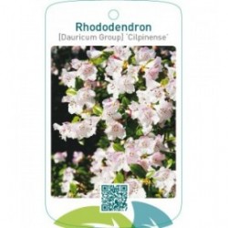 Rhododendron [Dauricum Group] ‘Cilpinense’