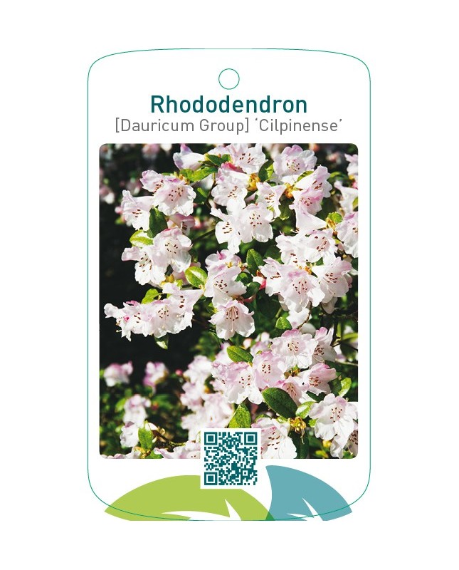 Rhododendron [Dauricum Group] ‘Cilpinense’