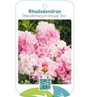 Rhododendron [Yakushimanum Group] ‘Doc’