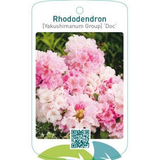 Rhododendron [Yakushimanum Group] ‘Doc’