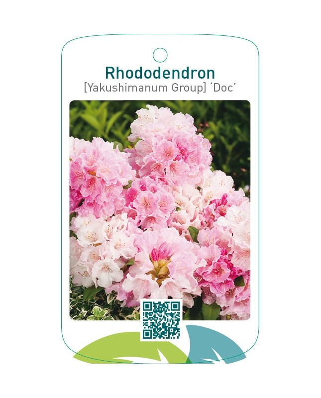 Rhododendron [Yakushimanum Group] ‘Doc’