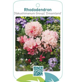 Rhododendron [Yakushimanum Group] ‘Dreamland’
