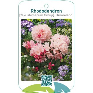 Rhododendron [Yakushimanum Group] ‘Dreamland’