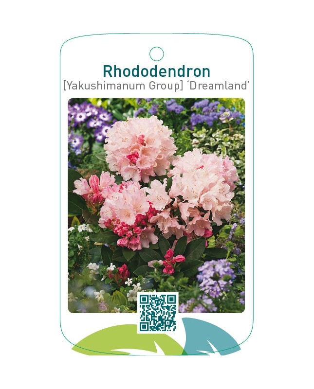Rhododendron [Yakushimanum Group] ‘Dreamland’