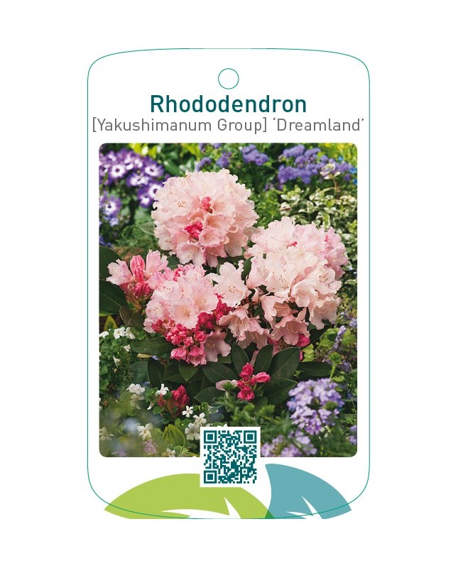 Rhododendron [Yakushimanum Group] ‘Dreamland’