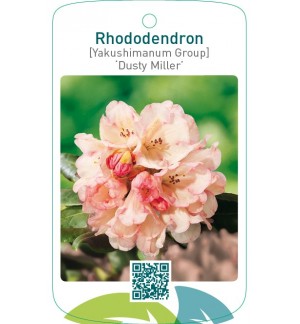 Rhododendron [Yakushimanum Group] ‘Dusty Miller’